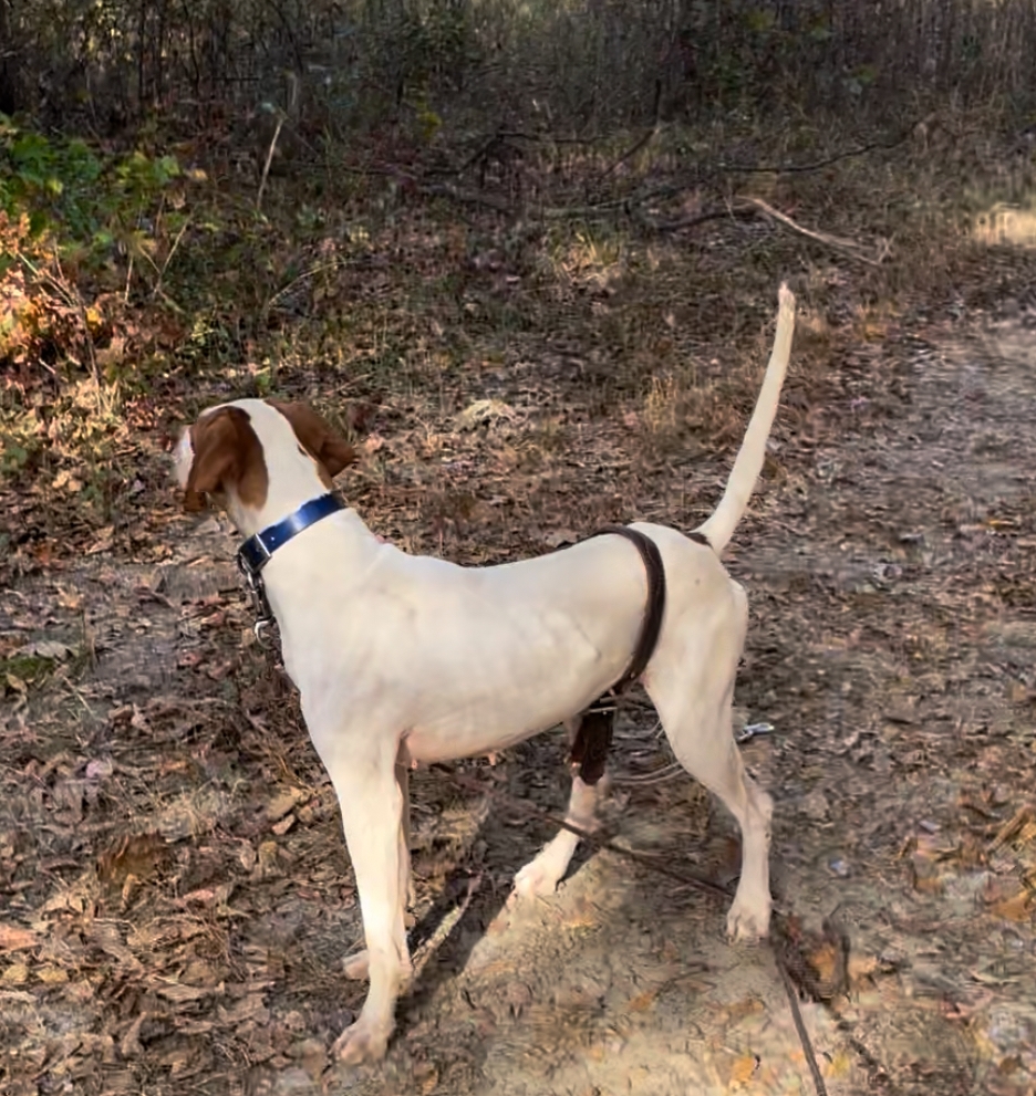 QUICKMARKSMAN'S EXCAL CLEO