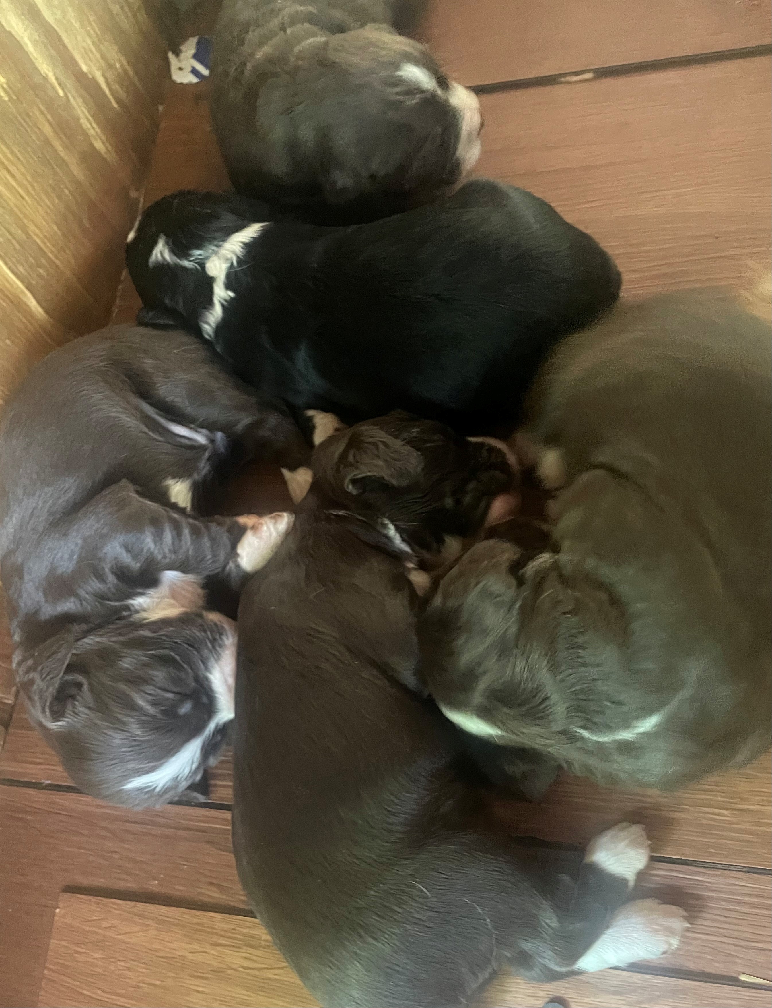 ENGLISH COCKER SPANIEL LITTER